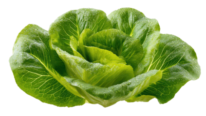 Fresh, crisp head of Romaine lettuce, vibrant green, with subtle water droplets, isolated on black