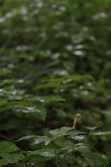 雨上がりの森に立つ小さな命