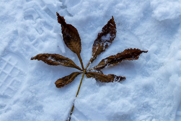 Snow-covered pine needles in the quiet winter light