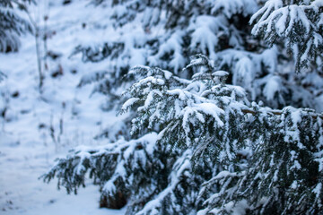 Snow-covered pine needles in the quiet winter light