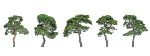 A collection of five intricately detailed pine trees with distinctive, gnarled shapes stands isolated on a transparent background.