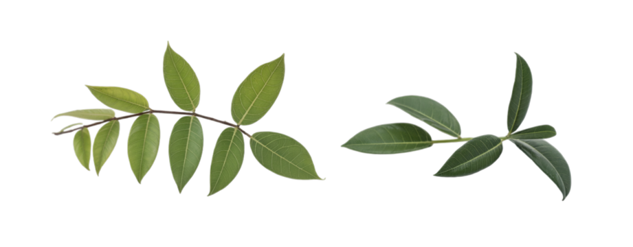 Two vibrant green leaf branches, showcasing fresh foliage, are isolated against a pure white background.