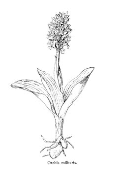 Orchis militaris, military orchid, old vintage illustration, 1892