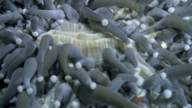 A dense collection of sea anemones sway gently underwater in the Philippines. The tentacles are a blueish grey. Explore the captivating marine life.