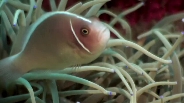 Observe a pink anemonefish gracefully swimming around its anemone home on Apo Island in the Philippines. A beautiful example of marine life symbiosis.