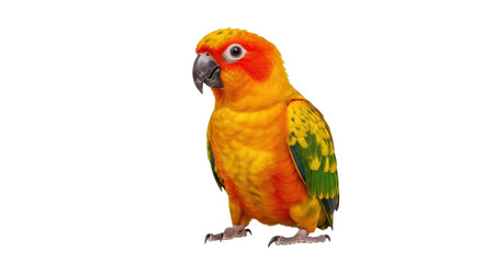 Vibrant sun conure parrot isolated on transparent background