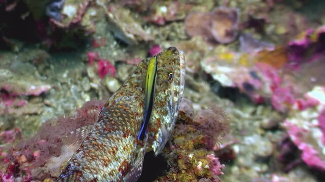 A lizardfish gets its teeth cleaned by a small, colorful cleaner wrasse in the underwater reefs of the Philippines. A healthy ecosystem at its finest.