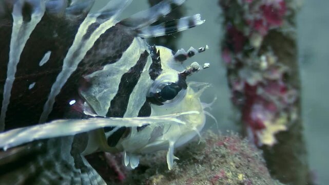 A venomous Lionfish rests among the vibrant coral formations near Mindoro, Philippines. See the marine life of the Philippine Islands in this intimate close-up underwater portrait.