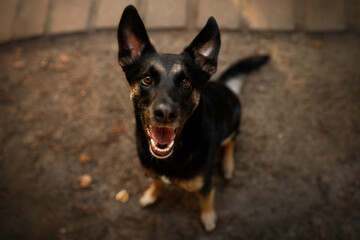 young big mongrel dog sitting portrait on the path. Dog looking up at camera and smiling with tongue. evening walk