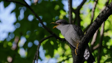 Close-up video of a bird perched on a branch, captured from a low angle. The background is a bokeh of green leaves, creating a serene nature scene.