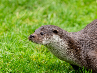 Close Up of an Otter Head