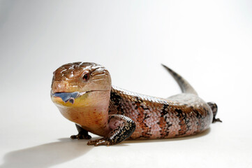 Common blue-tongued skink // Blauzungenskink (Tiliqua scincoides) - Australia