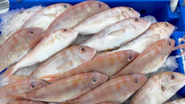 Fresh sea fish are neatly arranged on crushed ice at the fish market.