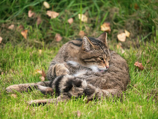 Scottish Wildcat Licking and Cleaning Itself