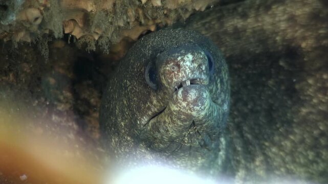 An up-close view of a moray eel hiding in a crevice, filmed during a scuba dive in the tropical waters of the Philippines. The eel curiously observes its surroundings.