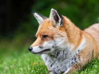 Red Fox Laying Down in the Grass