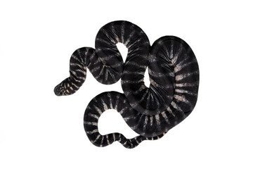 The elephant trunk snake (Acrochordus javanicus), is a type of water snake endemic to the Indonesian archipelago.