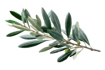 Detailed view of an olive tree branch with verdant leaves and a single green fruit