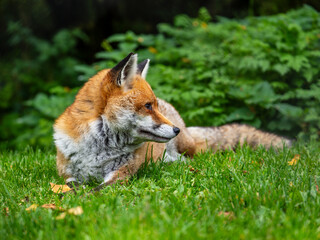 Red Fox Laying Down in the Grass