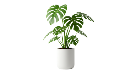Monstera Plant in White Pot A Minimalist and Elegant Home Decor Accent for Modern Spaces