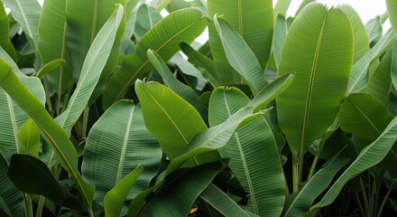 Fototapeta premium Lush Green Tropical Jungle Canopy Plants Background
