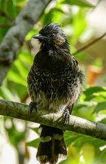Red-vented Bulbul perched in a tree.