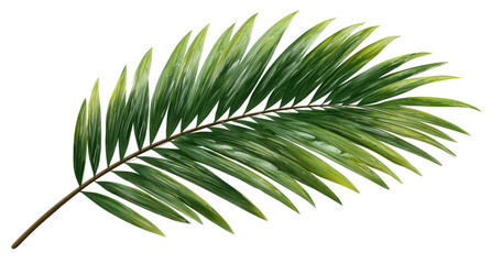 Fototapeta premium Close-up shot of a digitally rendered palm frond, depicting green leaves and brown stem against black backdrop