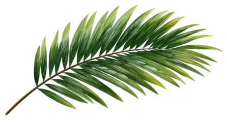 Close-up shot of a digitally rendered palm frond, depicting green leaves and brown stem against black backdrop