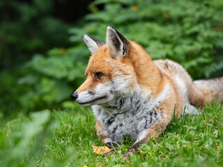 Red Fox Laying Down in the Grass
