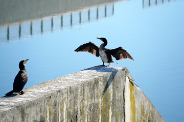 open wings cormorant on the pier