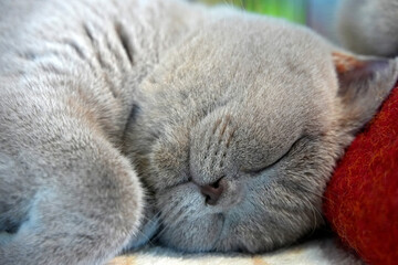 Sleeping british Cute cat close up portrait