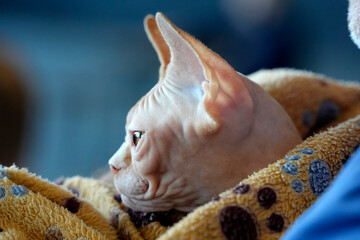 Sphinx Cute cat close up portrait