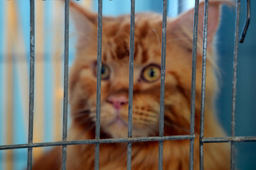 Maine Coon Cute cat close up portrait inside a cage