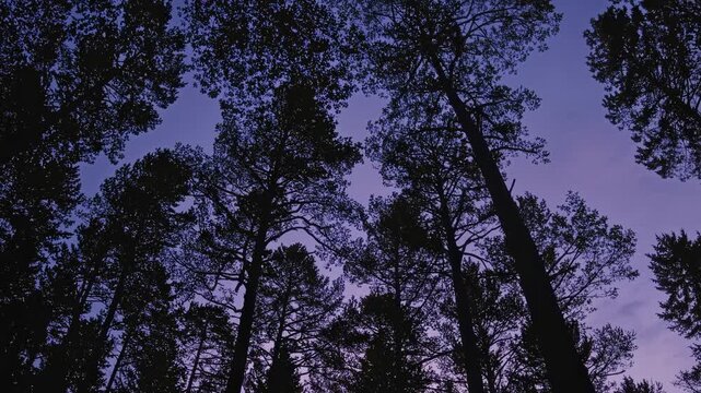 Silhouetted treetops against a twilight sky, captured from a low-angle. Ideal for a tranquil nature video backdrop or serene outdoor scene. Live desktop wallpaper.