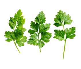 Three sprigs of fresh, vibrant, green leaves with lobed edges, isolated on black
