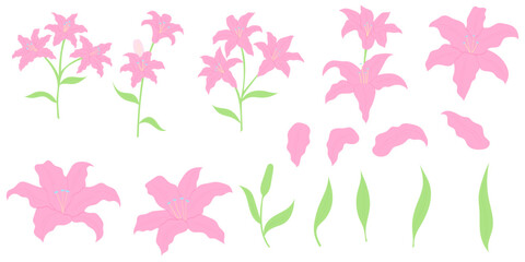 Pink lily flower vector set in flat design