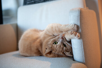 A fluffy orange cat relaxes on a stylish armchair, stretching its paws and enjoying some leisure time in a warm, inviting living room filled with soft light