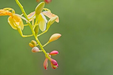 Graceful Bloom of Tamarind Flower: A delicate tamarind flower in full bloom, displaying soft cream and pink hues with fine red veins, captured beautifully against a blurred green background 
