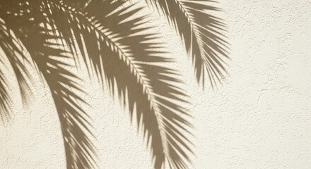 Shadows of a Palm Tree on a Textured Wall