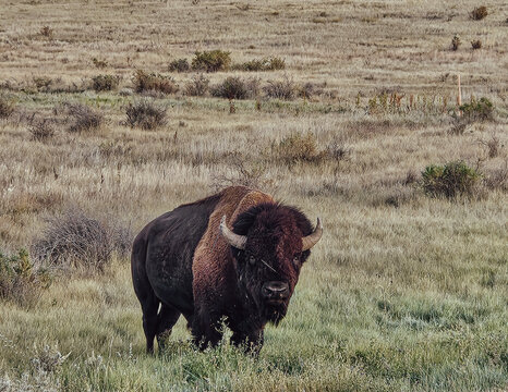 Facing American bison in the prairies of Montana - Powered by Adobe