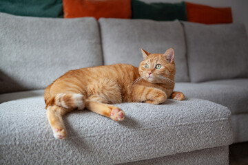 A fluffy orange cat rests on a soft gray couch in a bright living room. The cat appears calm and content, enjoying the warmth and comfort of its surroundings