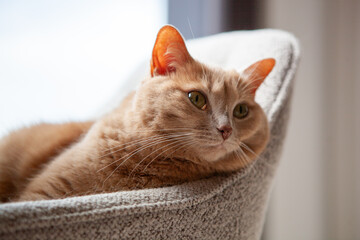 A ginger cat lounges comfortably on a soft chair, enjoying the warmth of the afternoon sun streaming through the window. Its relaxed posture shows contentment in the serene setting