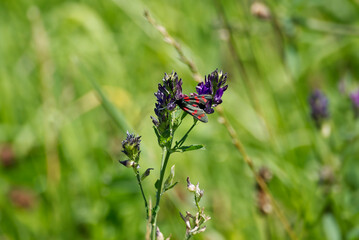 Six-spot Burnet (Zygaena filipendulae) perched on purple flower in Zurich, Switzerland