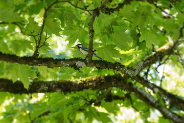 Great tit (Parus major) sitting in a tree in Zurich, Switzerland