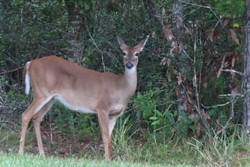 White tailed deer in Florida nature 