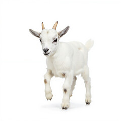 Fototapeta premium A small white goat runs playfully, isolated on a transparent background.