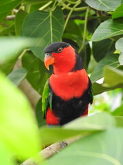 rainbow lorikeet in the tree