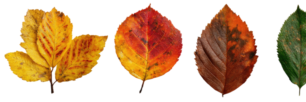 A collection of four autumnal leaves, showcasing varied colors from yellow to green. Isolated on black