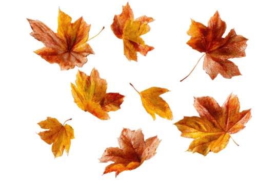Watercolor-style autumn leaves, in various shapes and hues of red, orange, and yellow, on black background
