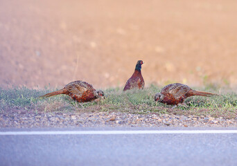 A trio of pheasants are feeding on the side of the highway...